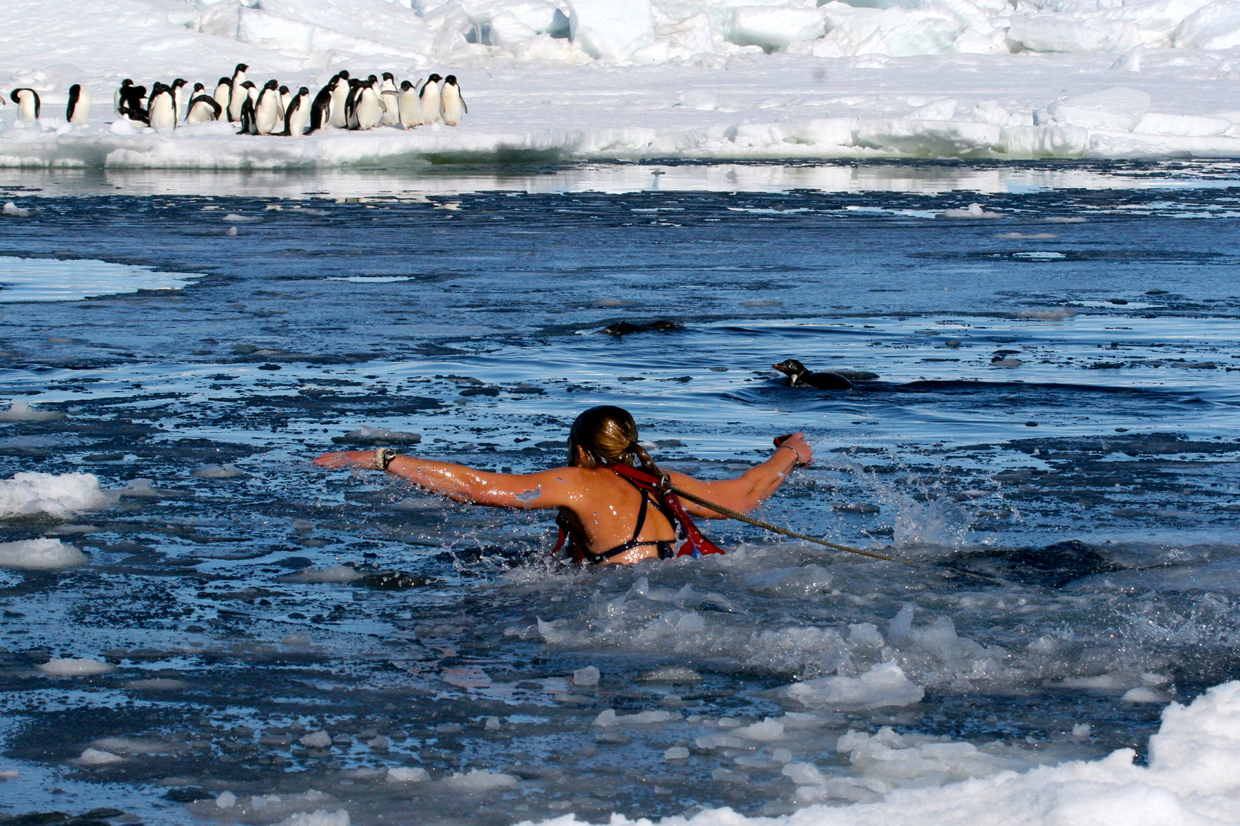 Dana taking the Polar Plunge in Antarctica